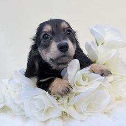 Mandy - Black and cream female Dachshund puppy in Richmond, Virginia from Irresistible Dachshunds & Cavaliers