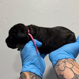 Female 1 - Black female Cane Corso puppy in Cashion, Oklahoma from APEXOK Cane Corsos LLC
