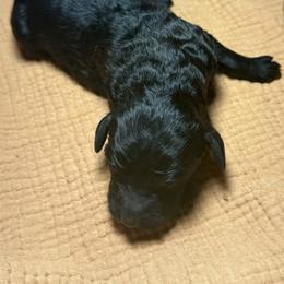 Boy 3 - Black male Poodle puppy in Mountain View, Arkansas from Ramer’s Spring Poodles