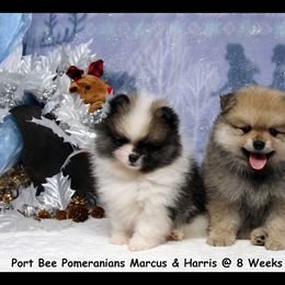Pomeranian Puppies from Port Bee Pomeranian’s