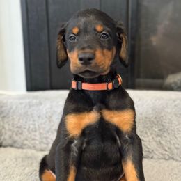 Orange Collar - Black and rust male Doberman Pinscher puppy in Lake City, Florida from Paintedcrazy Doberman Pinchers