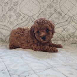 Elisa - Red  female Poodle puppy in Apex, North Carolina from Happy puppies