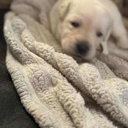 Boy 1- reserved for Molly Heinz - Yellow male Labrador Retriever puppy in Isanti, Minnesota from Four Corners Family Labs