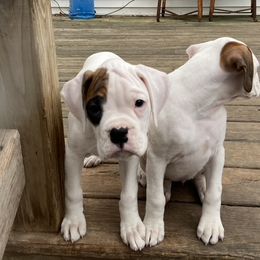 Boxer Puppies from Nancy Baeten