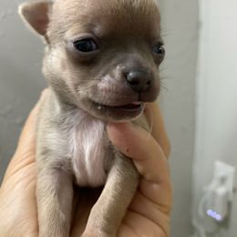 Little - Fawn male Chihuahua puppy in New Port Richey, Florida from The Wolf Pack