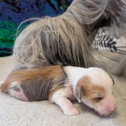 DaoDog Quantum of Solace - Black white and tan male Chinese Crested puppy in Highland Park, Michigan from Family Kennel Dao Dog
