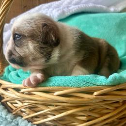 Anubis - Fawn and white male Bulldog puppy in Fort White, Florida from Bullgodz English Bulldogs