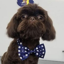 Bentley - Shih Tzu