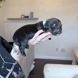 Willow - Black and tan female Dachshund puppy in Fort Worth, Texas from The Holloway Dachshunds