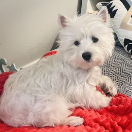 Honey - West Highland White Terrier