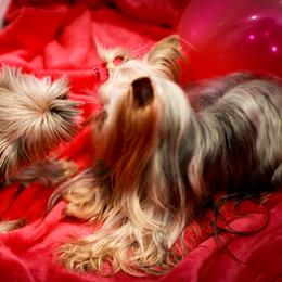 Yorkshire Terrier Puppies from Essence of Grace Yorkies