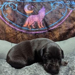 Rosie Cotton - Black female Great Dane puppy in Citra, Florida from AEW Farm