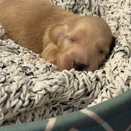 Cupcake - Cream male Dachshund puppy in Vancouver, Washington from Cascade Minis