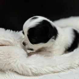 Hook - Black and white male Chihuahua puppy in Lee Center, New York from Alfheim-Andromeda Chihuahua's (A &A's)
