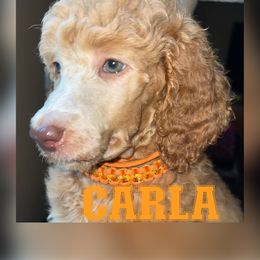 Carla - Apricot Poodle puppy in Oceanside, New York from Anastasia STANDARD Poodles three four seven seven five four two three four five