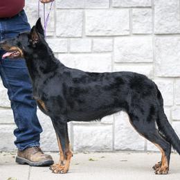 Beaucerons from RiverStyx Beaucerons