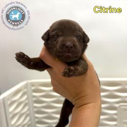 Citrine - Chocolate male Labrador Retriever puppy in Elloree, South Carolina from Moonlight Kennels LLC