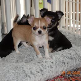 Girl 1 - Fawn and white female Chihuahua puppy in Deridder, Louisiana from BG's Chihuahua