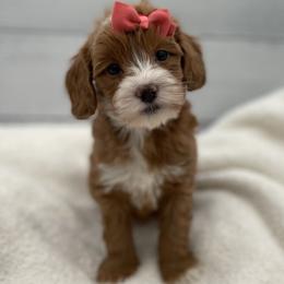 Jewel - Red  female Goldendoodle puppy in Kansas City, Kansas from Bella & Ivy’s Mini Goldendoodles of KC