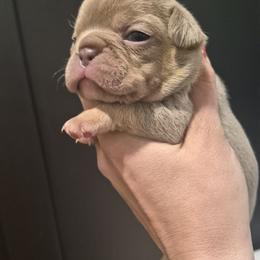 Venita - Tricolors female French Bulldog puppy in Salina, Kansas from Peace Love frenchies