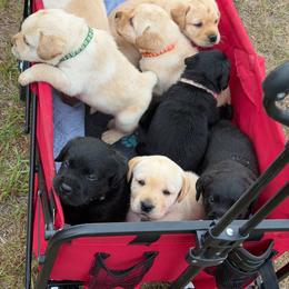 Yellow male 4 - Yellow male Labrador Retriever puppy in Orlando, Florida from Clarisma K9’s