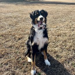 Stormy - Bernedoodle