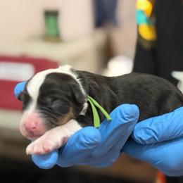 Green collar - Black tri female Miniature American Shepherd puppy in Pueblo West, Colorado from Bear River Ranch LLC