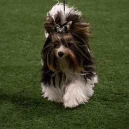 Biewer Terriers and Maltese from JoDi's Maltese and Biewer Terriers