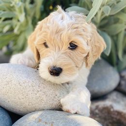 Goldendoodle Puppies from Mumzee Doodles