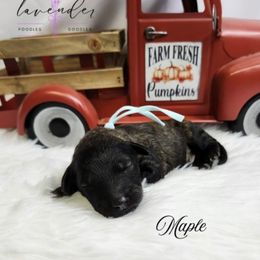 Maple - Brindle male Poodle puppy in Mancelona, Michigan from Lavender poodles & doodles