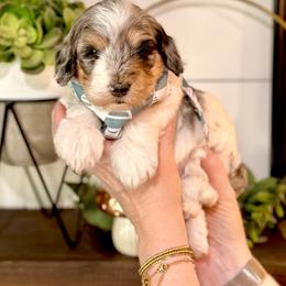 Boy 4 - Merle male Bernedoodle puppy in Salt Lake County, Utah from Coco Avenue Pups