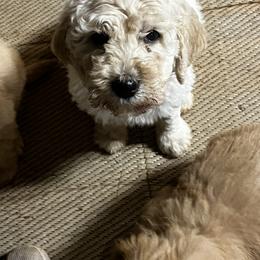 Goldendoodle Puppies from Simmons F1b Goldendoodles