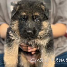 Gray - Black and red female German Shepherd puppy in Baldwin, New York from vom Hermes German Shepherds