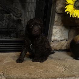 Blue collar - Chocolate male Goldendoodle puppy in Sanderson, Florida from Serenity Goldendoodles