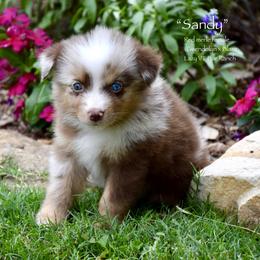 Sandy - Red merle female Miniature Australian Shepherd puppy in Evant, Texas from Lazy VT Bar Ranch