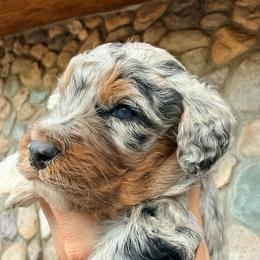 Decker - Blue merle male Aussiedoodle puppy in Colorado Springs, Colorado from Pesky Redneck Mini Ranch