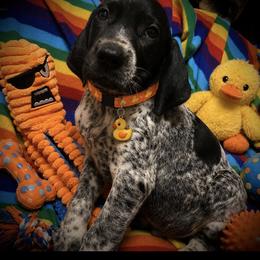 Orange male black roan available - Black roan male German Shorthaired Pointer puppy in Hardeman County, Tennessee from Howell Farm GSP