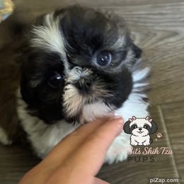 Dede - Brindle and white female Shih Tzu puppy in Walkertown, North Carolina from Lil’ Bit’s Shih Tzu