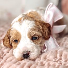 Lovie - Chocolate female Australian Labradoodle puppy in Decatur, Alabama from Southern Meadows Doodles