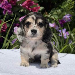 Shilo (No breeding homes allowed) prices are listed under the puppy's description - Dapple female Dachshund puppy in Fayetteville, North Carolina from RRD