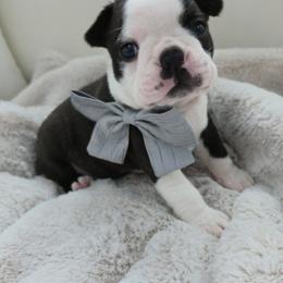 Teddy - Black brindle and white male Boston Terrier puppy in Leola, Pennsylvania from Edna's Homegrown Frenchies