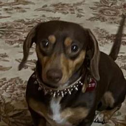 Buster - Dachshund
