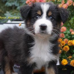 Rubble - Black tri-color male Australian Shepherd puppy in Burbank, South Dakota from Dakota Rose Aussies