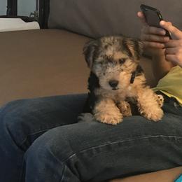 Boy - Grizzle and tan male Lakeland Terrier puppy in Pompano Beach, Florida from Teraz
