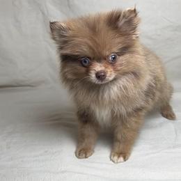 Rolo (easy to train) - Chocolate merle male Pomeranian puppy in Hughes Springs, Texas from Hughes Springs Tx Poms