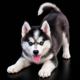 Bowie - Black and white male Pomsky puppy in Spokane, Washington from Spokane Pomskies