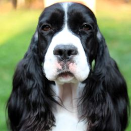 Genna - English Springer Spaniel