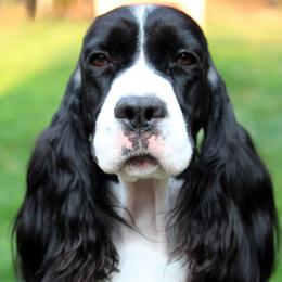 Genna - English Springer Spaniel