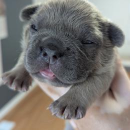 Donatello - Blue fawn male French Bulldog puppy in Rochester, New York from Upstate Champion Kennels