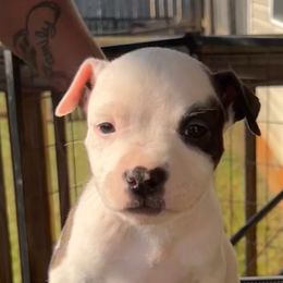 Boy 4 - American Staffordshire Terrier puppy in Byron, Georgia from Lelani